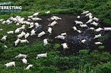 The Lake Nyos incident, Mysterious Mist Killed Everything in it's path!