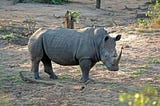 Rhino Encounters: Allan Davies