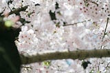 2017年4月もちろん桜