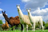 Exploring the LLama Model: Key Characteristics and Features of a Next-Generation Language Model