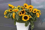 Can you grow sunflowers in a pot — Gardener Dude