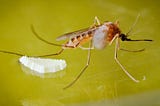 How Mosquito Biology Affects Pest Treatment Around Your Home