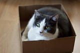 “If I Fits, I Sits:” Cats Love Sitting in Imaginary Boxes, Too