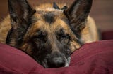 Should I Be Worried If My German Shepherd Is Crying In His Sleep?