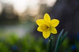 Comment planter des bulbes de jonquilles et les voir fleurir — 365 REUSABLENous avons tous vu des…