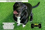Dog Training Center — SONORAN DESERT PET RESORT