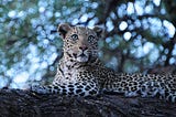 Hangin’ with the Leopards, Botswana