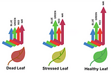 Functions for 10 Vegetation Indices in Python, Matlab and R Languages