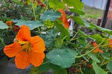 Orange nasturtiums in bloom in my own garden, with lots of green leaves around them. It’s so exciting to finally see flowers that were once little seeds!