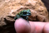 Breeding Mossy Frogs — Fascinating Creatures