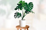 Monstera Deliciosa Plant — How To Propagate, Grow, And Care
