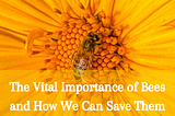 The Vital Importance of Bees and How We Can Save Them