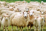 Koyunların Yalnızlığı