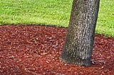 3 Crucial Mulching Tips for Healthy Trees
