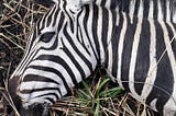 Vets Save Zebras From Poacher Snares