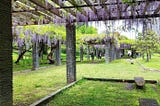 Wisteria in Fukuoka — Purple cascades — Teach Translate Travel Repeat