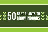 The 50 Best Plants to Grow Indoors