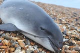 Beached Harbour Porpoise in distress