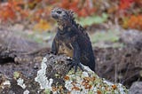 Navigating Nature’s Masterpiece: A Galápagos Cruise Experience