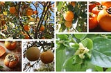 Japanese Persimmon — The Essential Guide to Probably Everything you Need to Know about Growing…