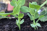 Peas for January Pea Shoot Harvest Keep Planting Peas Throughout January