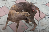 Incredible Makeover Of A Mange-Suffering Street Dog Who Was Rescued