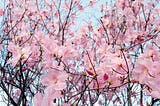 Cherry Blossoms are an awesome example of nature, hard-at-work designing and creating beauty to be…