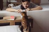 Here Are 4 Fun Cat Tricks to Teach Your Kitty