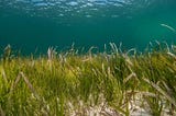Carbon Capture Superheroes: How Seagrass Gene Editing Could Change The Future