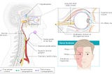 Horner syndrome (oculosympathetic paresis)