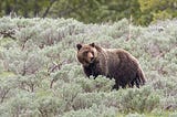 Different activities to undertake when at the Yellowstone bear world