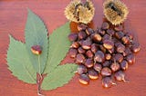 The American Chestnut — A reflection of America and its Post Modern self