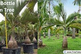 Unlocking the Hidden Benefits of Bottle Palm Trees: A Comprehensive Guide