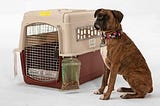 Pet Travel with USDA APHIS: Everything You Need to Know