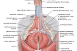 anatomy of the penis