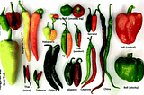 Where did Capsicum annuum originate?