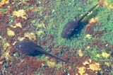 Surveys show biodiversity in Mojave springs