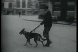 Buddy: The First Seeing Eye Dog and how service dogs evolved.
