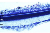 The NRH: Quinone Oxidoreductase Enzyme (QR2) has a Particular Distribution in Avian Retina