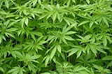 Questions About Industrial Hemp in Malawi