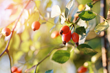 Image of red autumn berries in sunlight