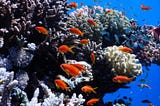 Red Sea coral provides hope in midst of climate crisis
