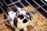 Rabbit in a multi level rabbit cage