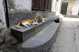 The Cats of Zanzibar