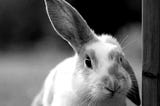 The Tale of the Floppy-Eared Rabbits