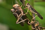 Grasshoppers — The Dr. Jekyll and Mr. Hyde of Insects