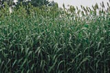 Unlocking Sustainable Energy: The Promising Role of Biofuel Sorghum