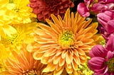 Colorful Flowers for Autumn Gardens in New Jersey