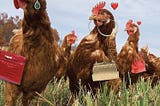 Making Extra Money With Chickens