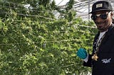 Cannabis: Making Serious Green
